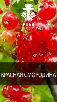Бестабачная смесь для кальяна PUER - Monatic berry 